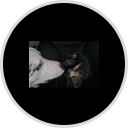 Aussie Pet Mobile logo