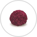 Belgian Mums Premium