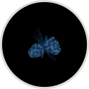 PF Nashville Belle Club Fees