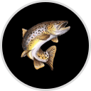 Big Brown Fish & Co.