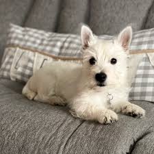 Happytails Pet Sitting