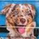 Canine Concepts Inc.