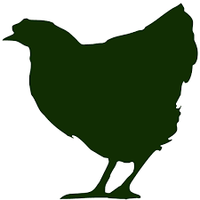 chicken scratch ny