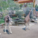 Cheyenne Mountain Zoo