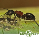Enviropest