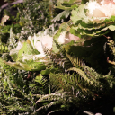 Ferns