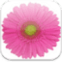 FlowerShopping.com