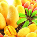 Fresh Mangos USA