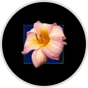 Gilbert H. Wild & Son