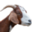 Goats On The Roof Of The Smokies