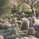 Living Desert Zoo and Gardens