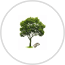 Lostree