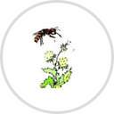 Medical Arts Allergy