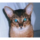 Naked Capitalism logo