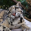 Panther Ridge Conservation