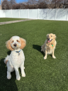 Pet Suite Retreat