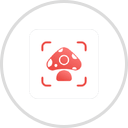 Picture Mushroom