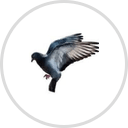 Rida Bird Pest Control