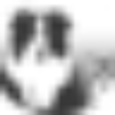 Roanoke Island Animal Clinic