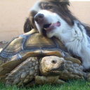 Sabino Veterinary Care