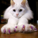 Soft Paws Pet Grooming