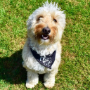 Tailwaggers Country Inn