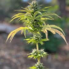 The Releaf Institute