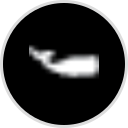 The Whale Collective