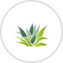 Verde Flavors of Mexico